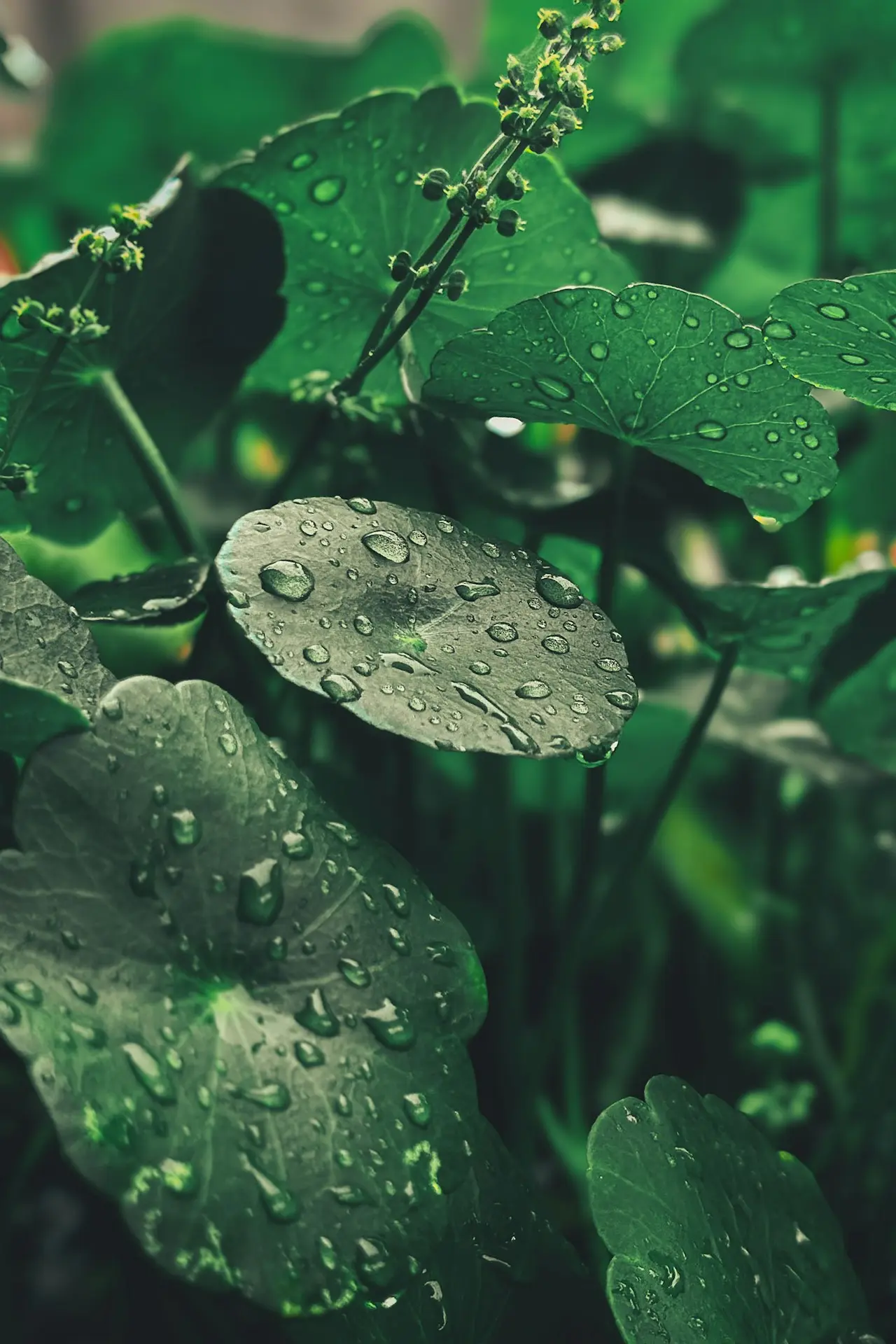 Fresh Centella Asiatica Gotu kola